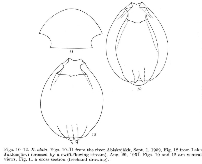 Euchlanis alata