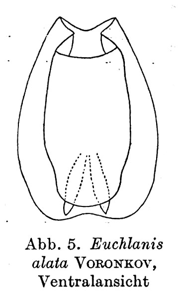 Euchlanis alata
