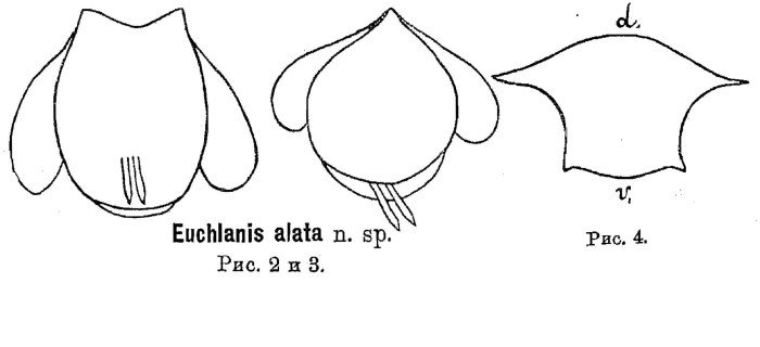 Euchlanis alata - Original description image