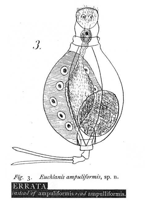 Euchlanis ampulliformis - Original description image