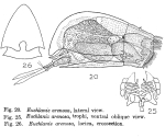 Euchlanis arenosa