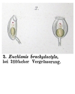 Euchlanis brachydactyla - Original description image