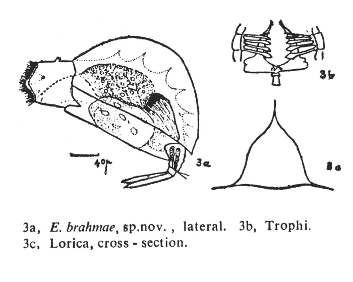 Euchlanis brahmae - Original description image