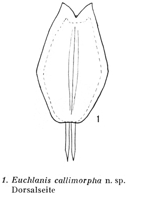 Euchlanis callimorpha - Original description image
