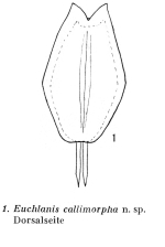 Euchlanis callimorpha