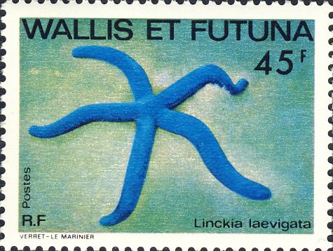 Linckia laevigata Linckia laevigata