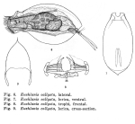 Euchlanis callysta - Original description image