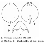 Euchlanis calpidia
