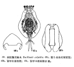 Euchlanis calpidia