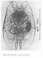 Euchlanis calpidia