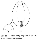 Euchlanis calpidia