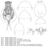 Euchlanis calpidia - Original description image