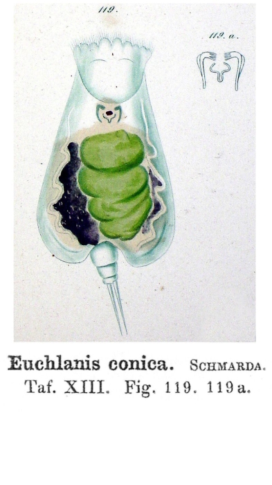 Euchlanis conica - Original description image