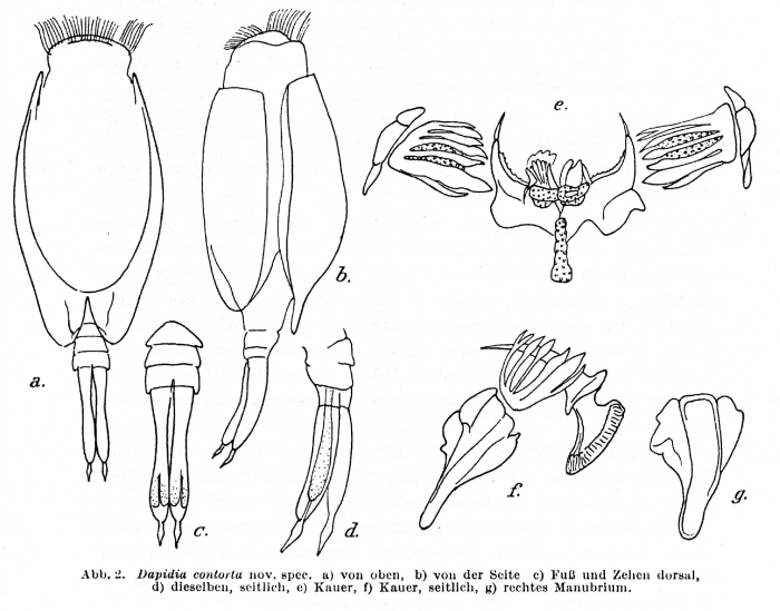 Euchlanis contorta - Original description image