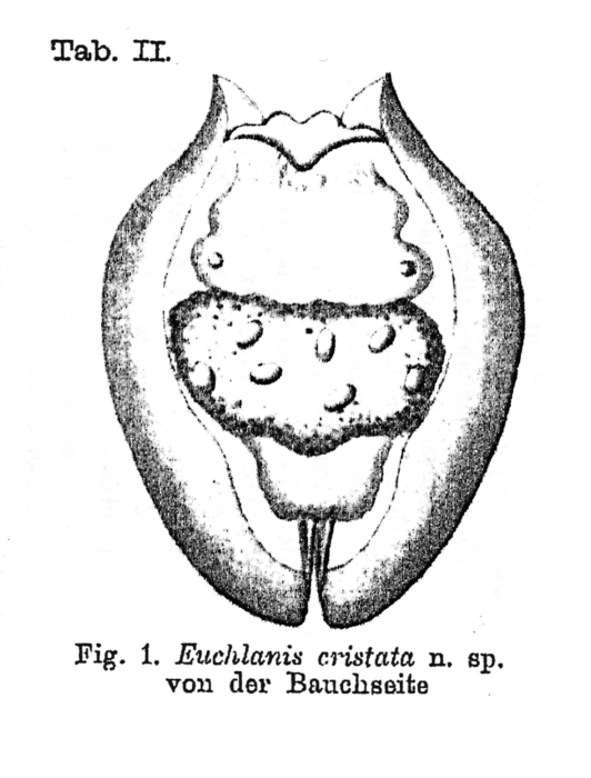 Euchlanis cristata - Original description image