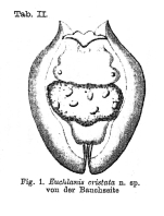 Euchlanis cristata
