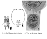 Euchlanis dactyliseta