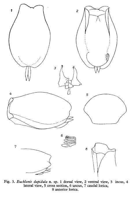 Euchlanis dapidula - Original description image