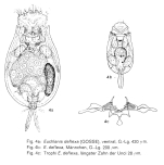 Euchlanis deflexa