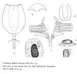 Euchlanis deflexa