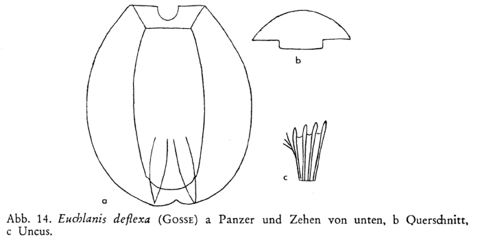 Euchlanis deflexa