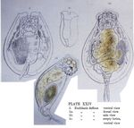 Euchlanis deflexa