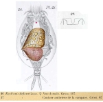 Euchlanis deflexa