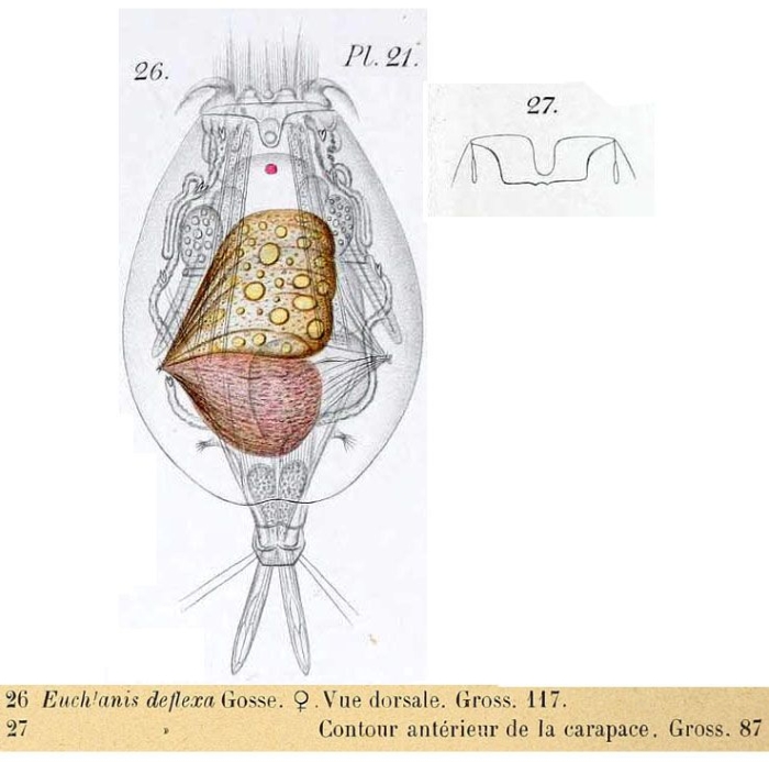Euchlanis deflexa