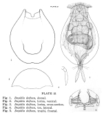 Euchlanis deflexa