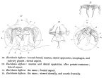 Euchlanis deflexa