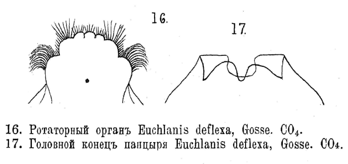 Euchlanis deflexa