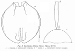 Euchlanis deflexa