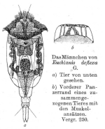 Euchlanis deflexa