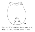 Euchlanis deflexa