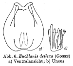 Euchlanis deflexa