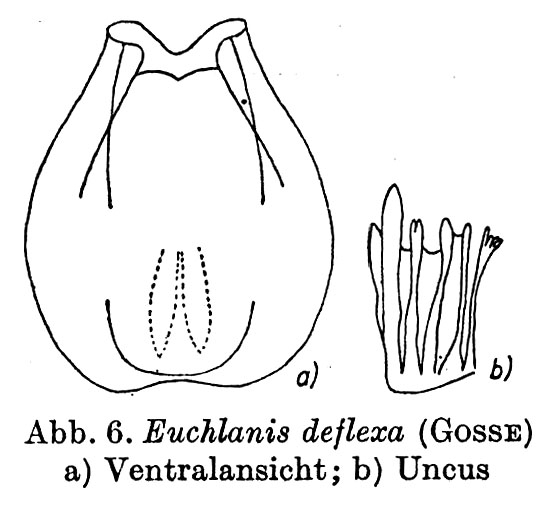 Euchlanis deflexa Euchlanis deflexa