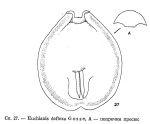 Euchlanis deflexa
