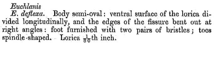 Euchlanis deflexa - Original description image