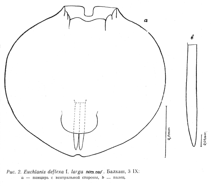 Euchlanis deflexa f. larga - Original description image