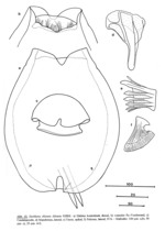 Euchlanis dilatata