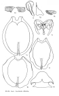 Euchlanis dilatata