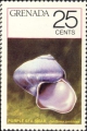 Mollusca (molluscs)