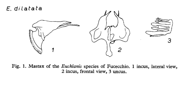 Euchlanis dilatata Euchlanis dilatata