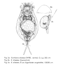 Euchlanis dilatata