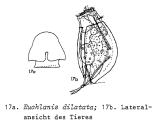 Euchlanis dilatata