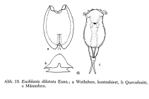Euchlanis dilatata