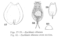 Euchlanis dilatata
