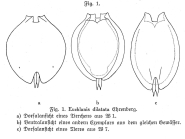 Euchlanis dilatata