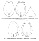 Euchlanis dilatata