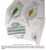 Euchlanis dilatata